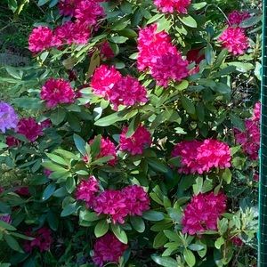 Meet your Posher, Lewes